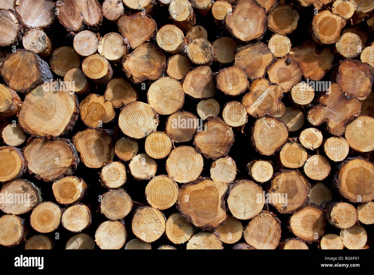 Industrie forestière montrant pile de grumes coupées / arbres / bois de forêt de pins Banque D'Images