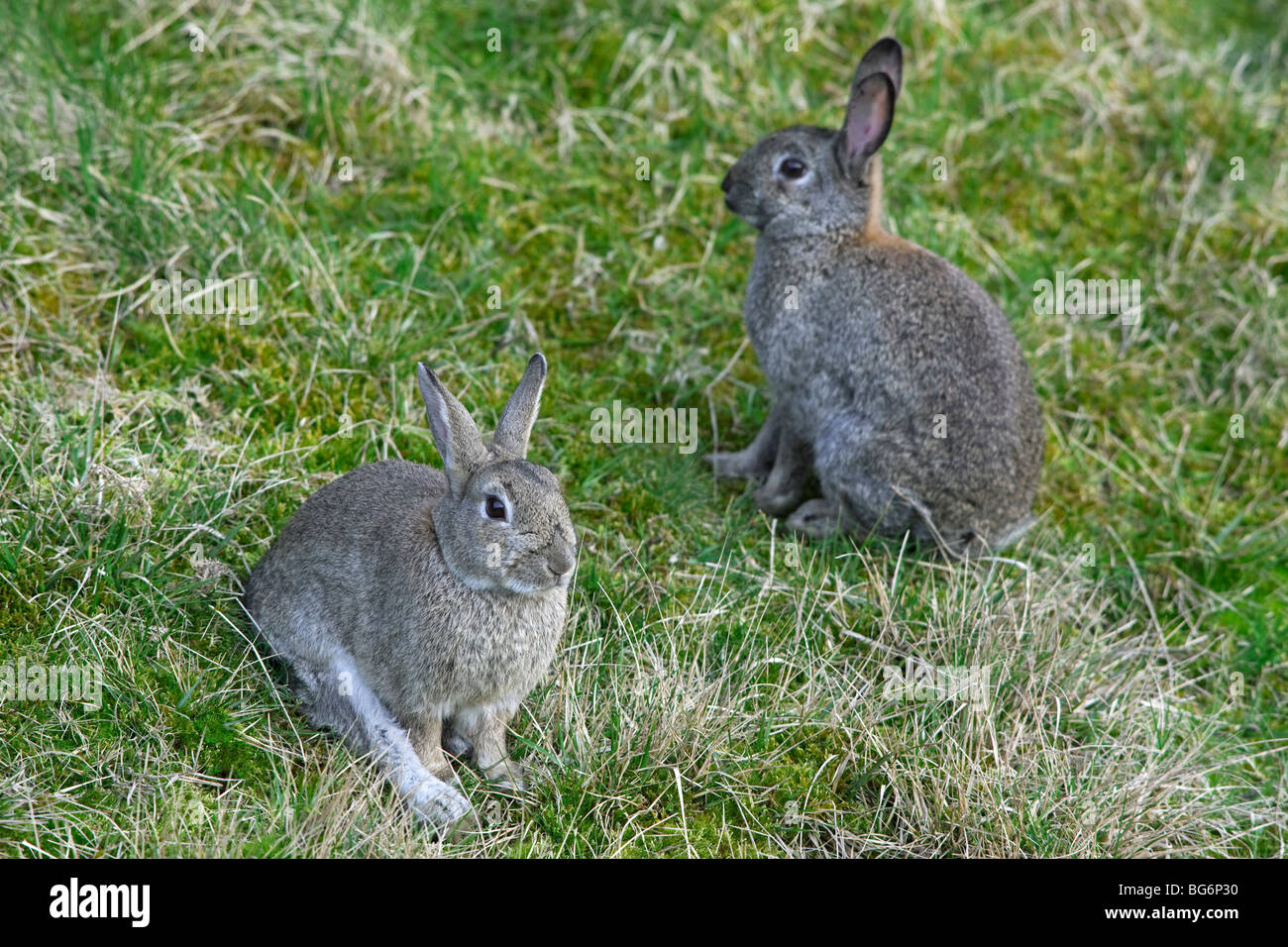 Deux lapins européen commun (Oryctolagus cuniculus) assis dans le pré Banque D'Images