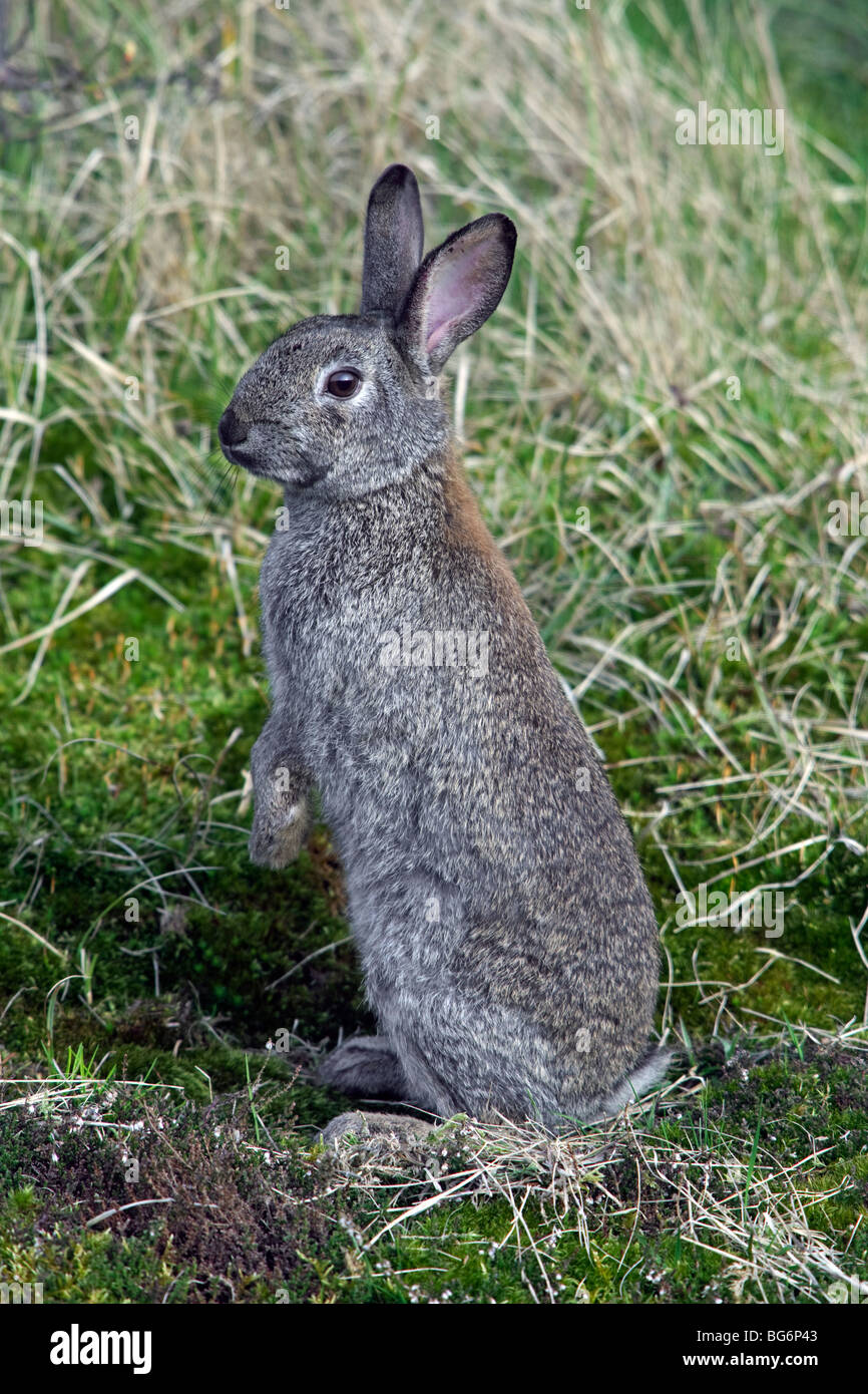 Europe lapin (Oryctolagus cuniculus) assis bien droit dans le pré Banque D'Images