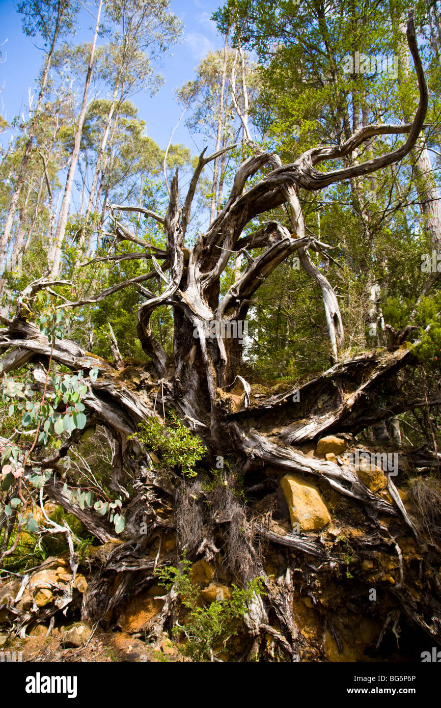 Arbre tombé dans la région de Lake St Clair National Park, Tasmanie, Australie Banque D'Images