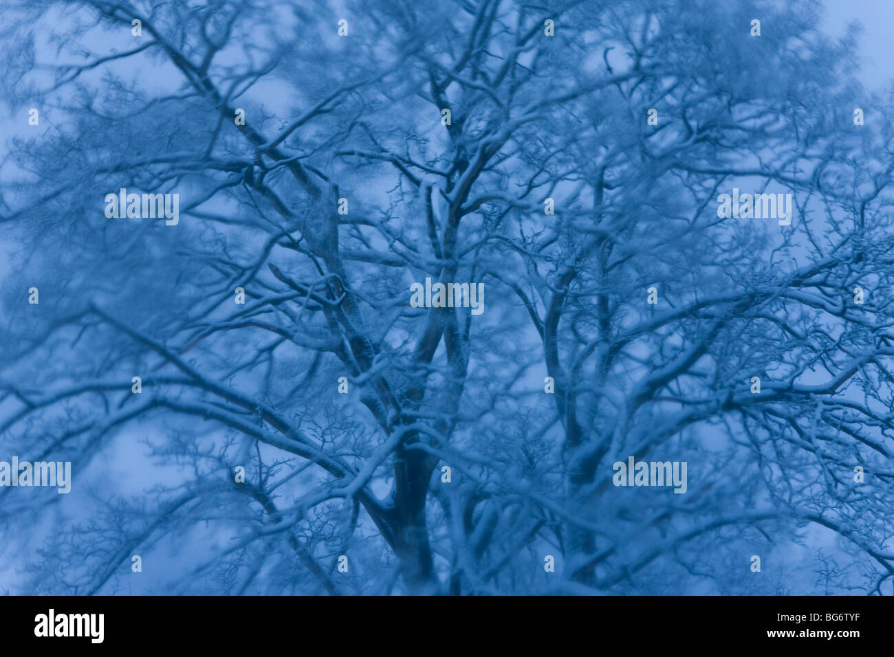 Arbre couvert de neige, Gloucestershire, Royaume-Uni Banque D'Images