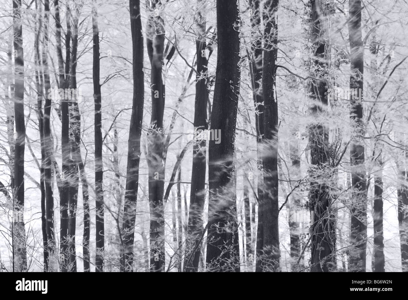 Arbres d'hiver et frost, Gloucestershire, Royaume-Uni Banque D'Images