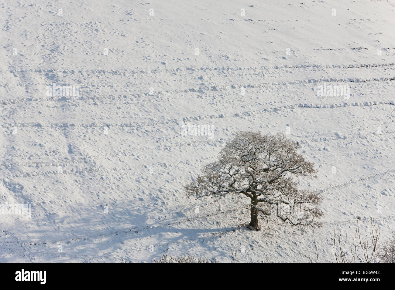 Arbre d'hiver et neige, Gloucestershire, Royaume-Uni Banque D'Images