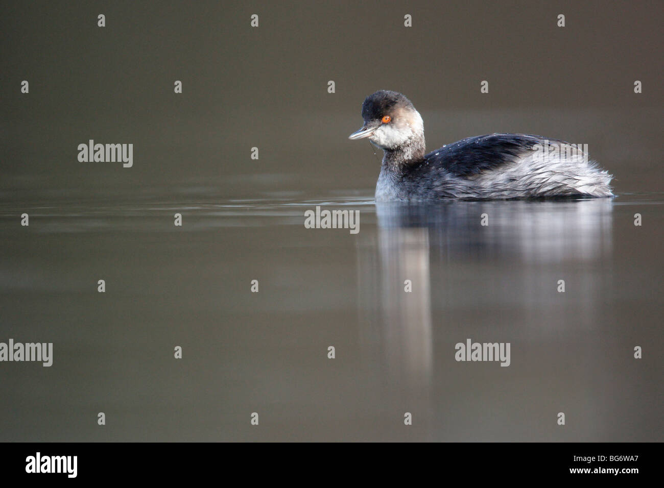 Grèbe à cou noir Podiceps nigricollis, seul oiseau, nage en plumage d'hiver sur l'eau, le Shropshire, au Royaume-Uni, en décembre 2009 Banque D'Images