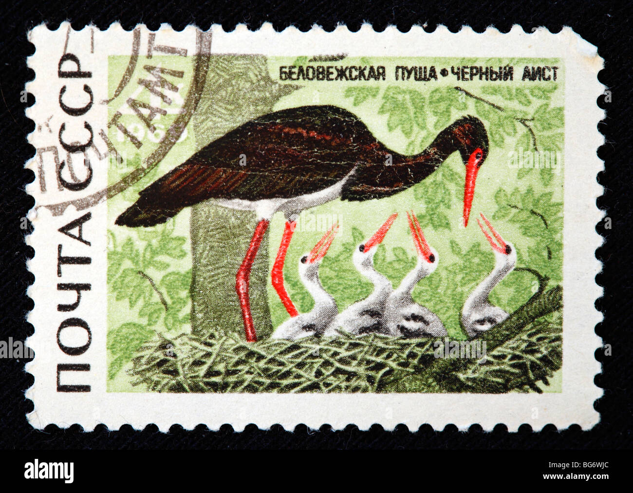 La cigogne noire (Ciconia nigra), timbre-poste, URSS, 1969 Banque D'Images