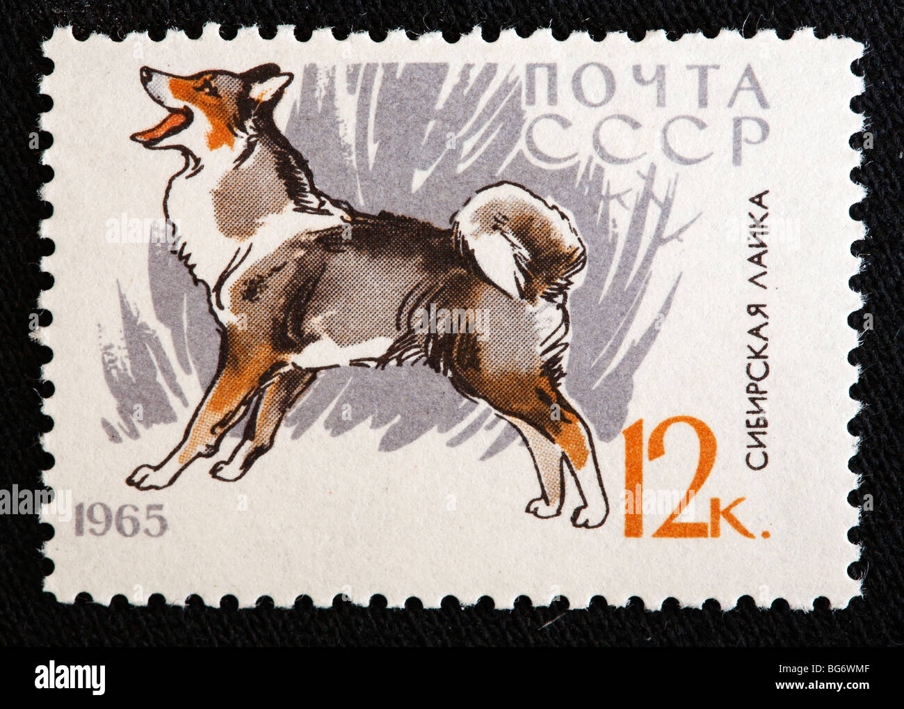 Husky de Sibérie, timbre-poste, URSS, 1965 Banque D'Images