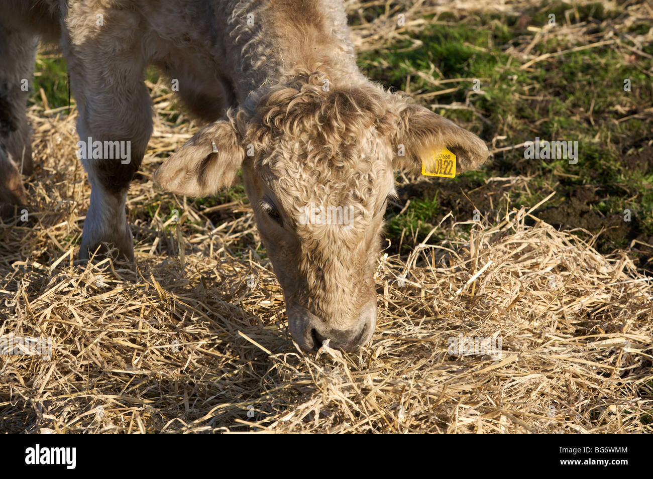 Vache Banque D'Images