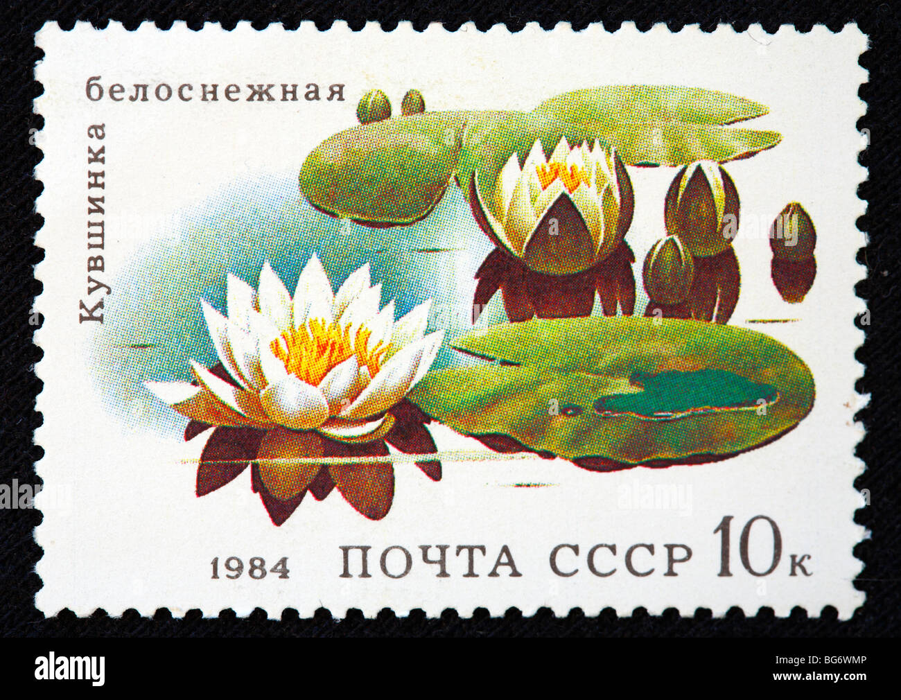 Nymphaea, étang lily, timbre-poste, URSS, 1984 Banque D'Images