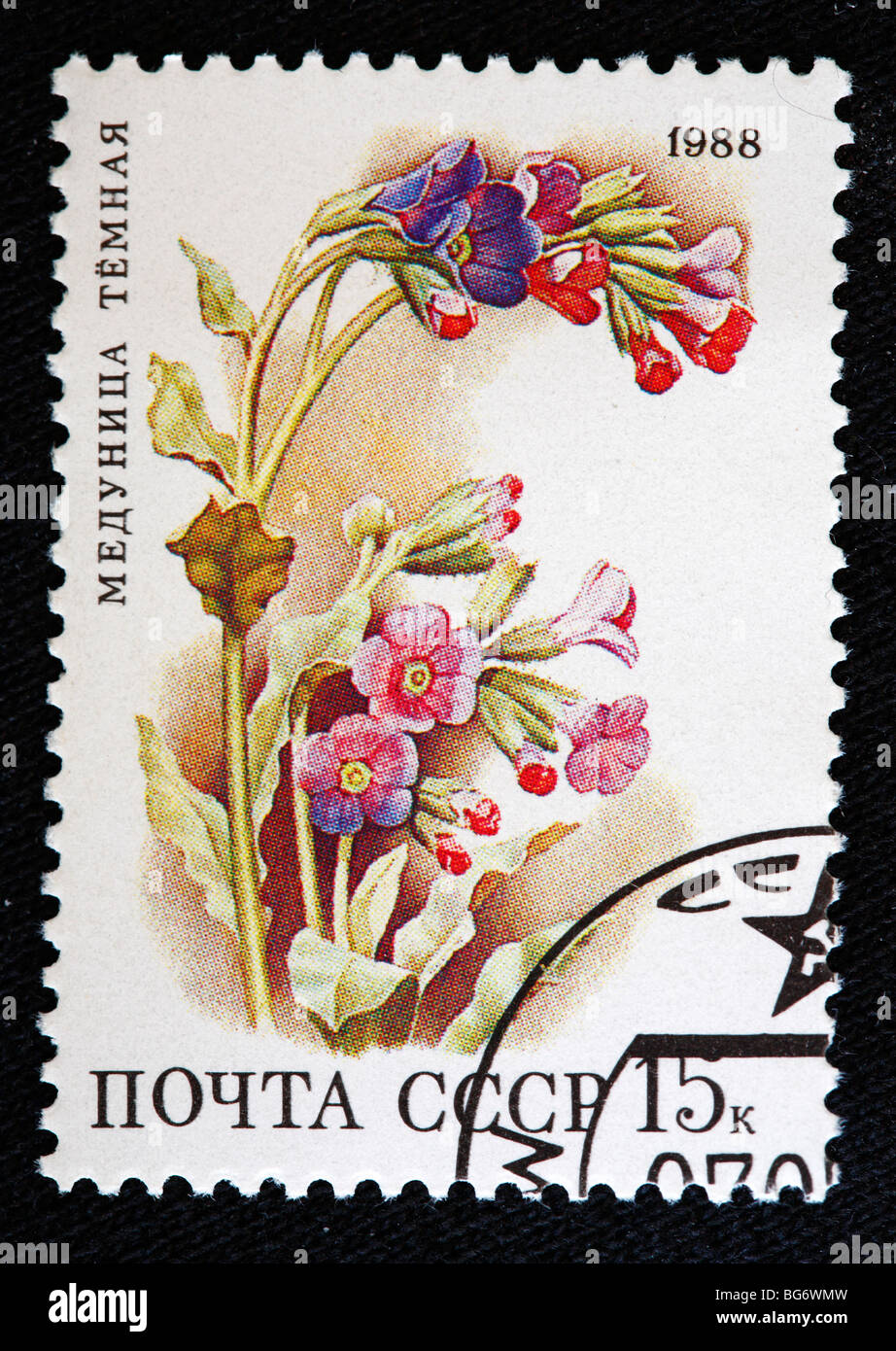 Herbe de Pulmonaria, timbre-poste, URSS, 1988 Banque D'Images