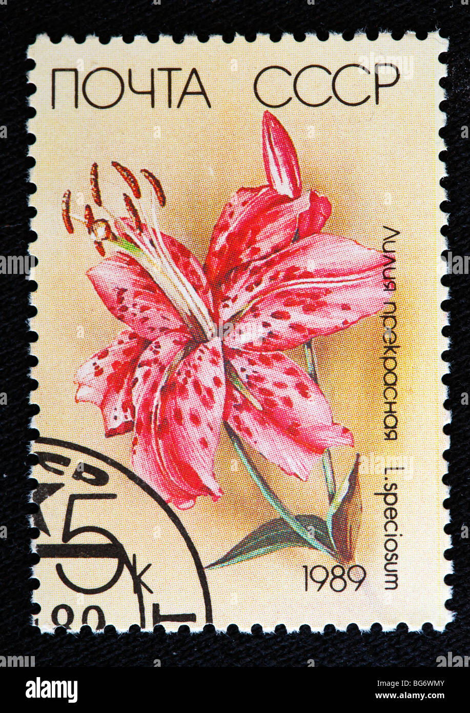 Lily (Lilium speciosum), timbre-poste, URSS, 1989 Banque D'Images