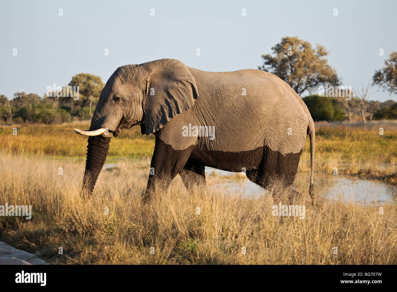 L'Eléphant d'Afrique mâle avec 'tidemark', laissant un trou d'eau dans de Moremi, au nord du Botswana. Banque D'Images