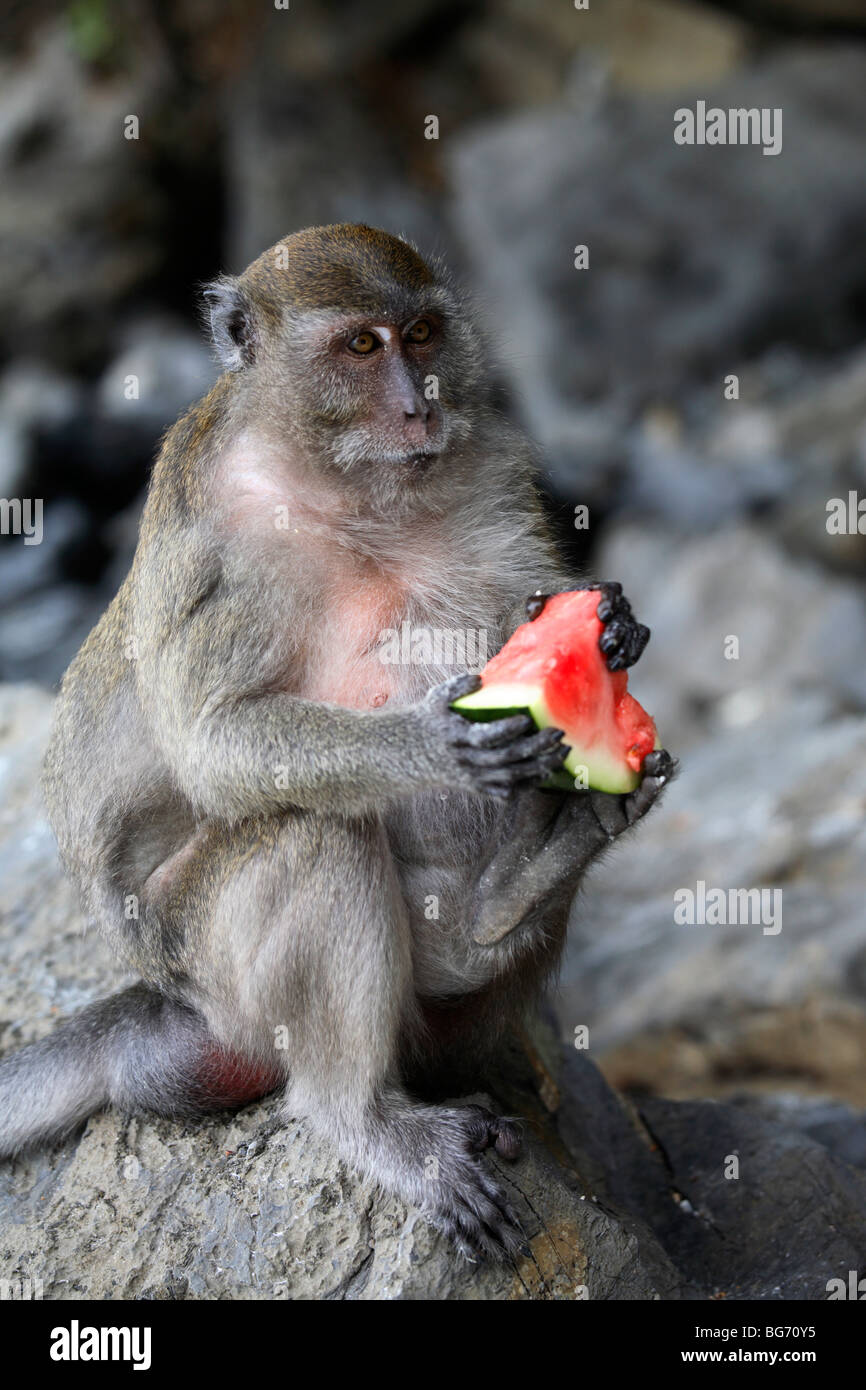 Macaque à longue queue eating watermelon dans la plage des singes, l'île de Phi Phi, Thaïlande Banque D'Images