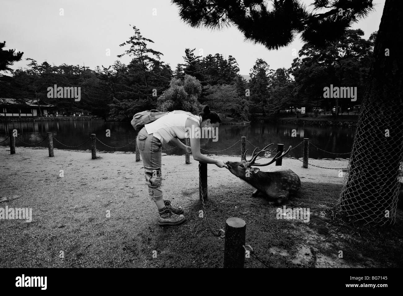 L'alimentation d'un cerf. Complexe de Temple Todai-ji. La ville de Nara. La Préfecture de Nara. Le Japon Banque D'Images