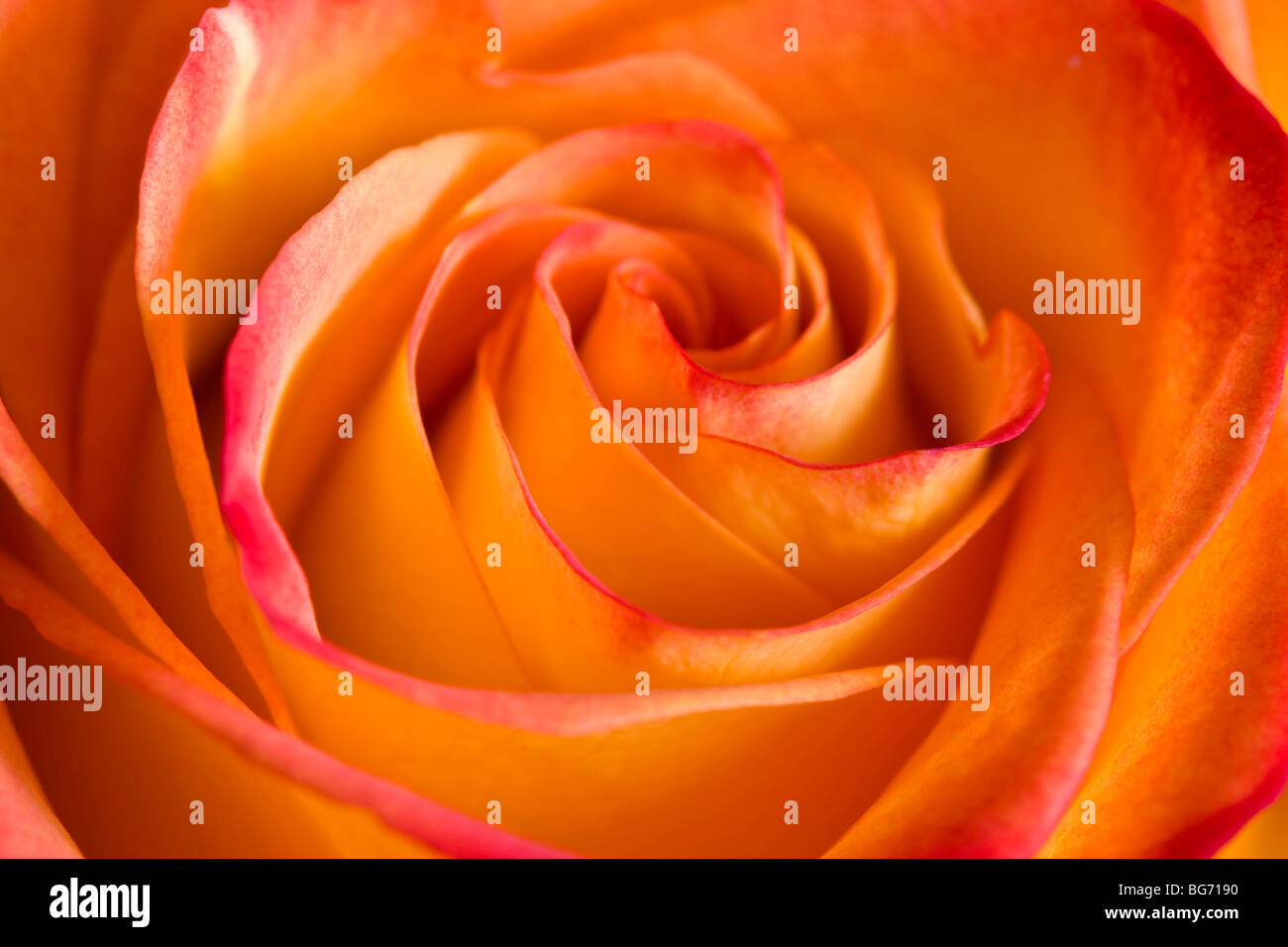 Photo Gros plan d'une rose orange. Banque D'Images