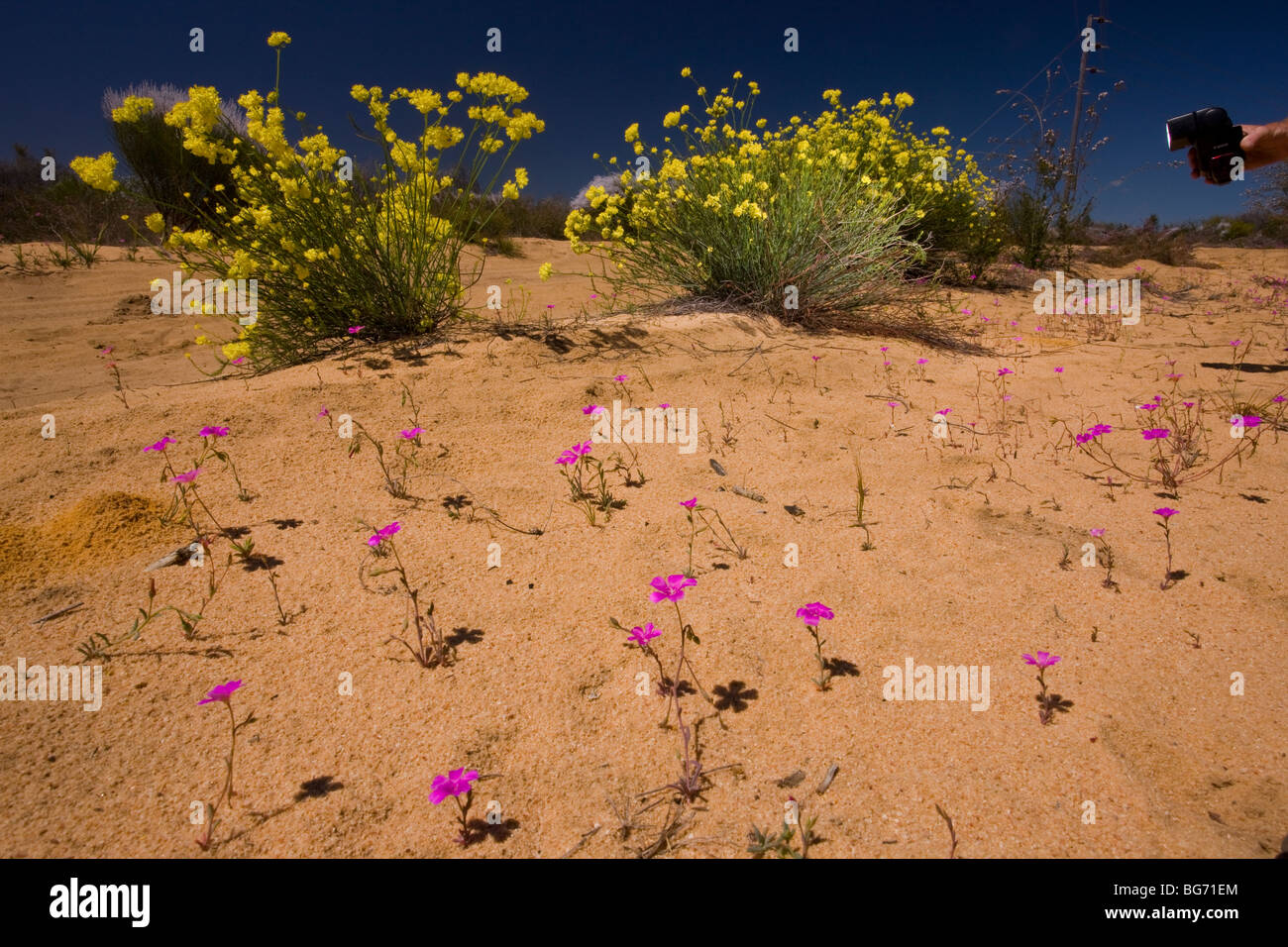 Utilisation de fill-in flash pour les ombres, sur : Jaune fleur Glischrocaryon flavescens, et commun Parakeelya, flash/strobe visible Banque D'Images