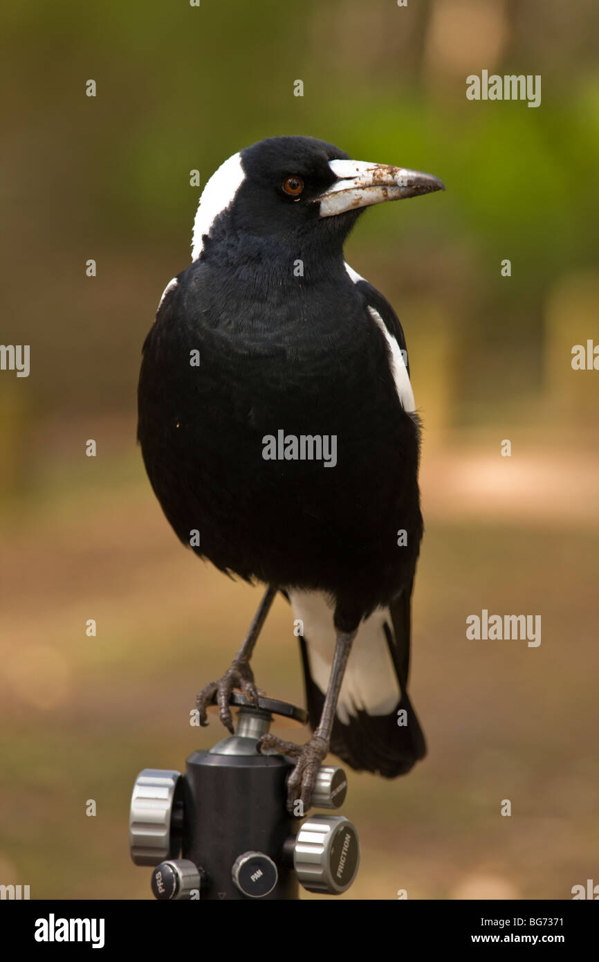 Cassican Flûteur Cracticus tibicen, assise sur un trépied - venant d'avoir sa photo prise ; dans la forêt d'eucalyptus, de l'Australie Banque D'Images
