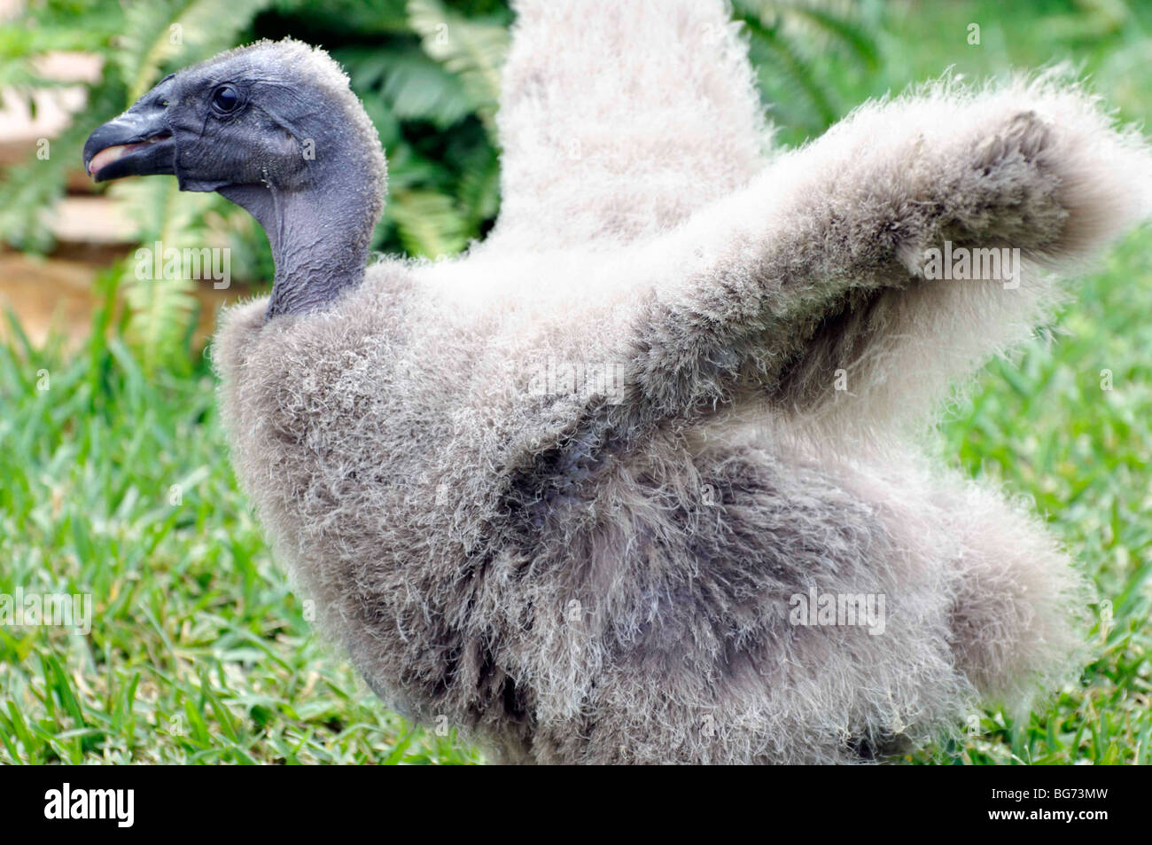 Condor de Californie Bébé Banque D'Images
