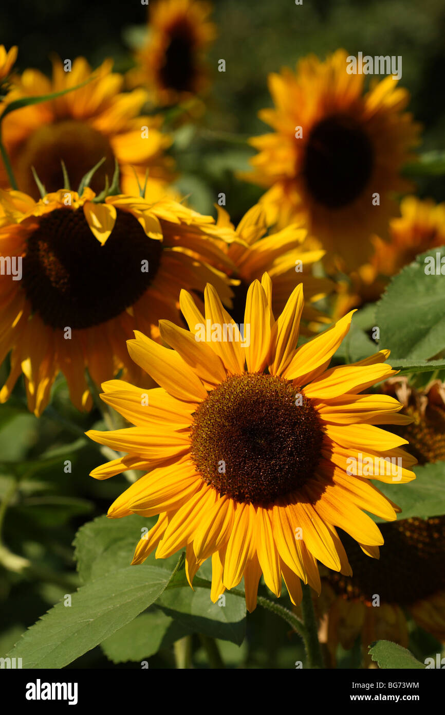 Le jaune tournesol (Helianthus annuus) sur journée ensoleillée au Jardin Botanique National de Belgique à Meise (près de Bruxelles) en Brabant flamand, Belgique. Banque D'Images