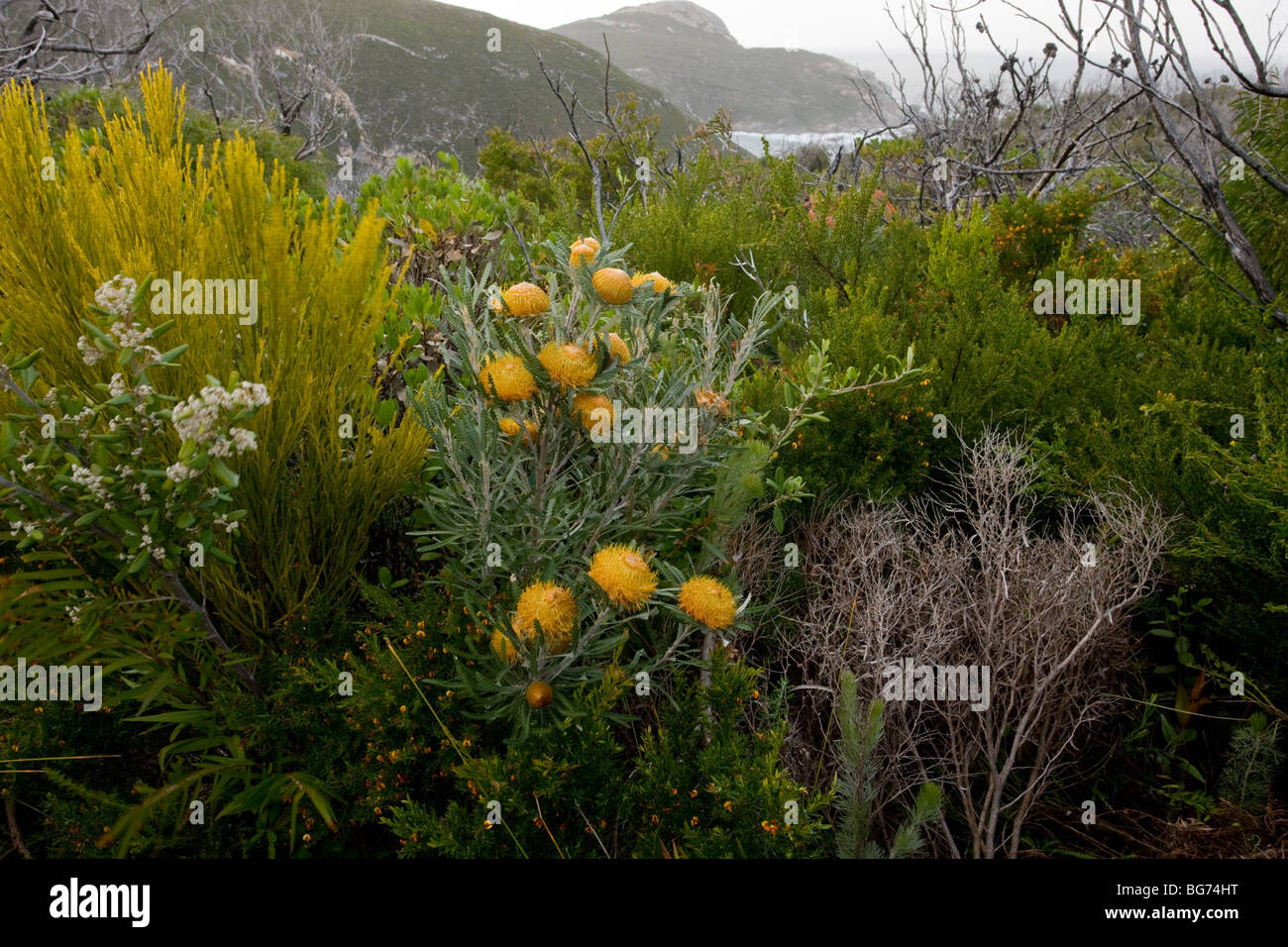 Showy Tumblebugs Tumblebugs, formosa dans la lande côtière dans Torndirrup National Park, Albany, au sud-ouest de l'Australie. Banque D'Images