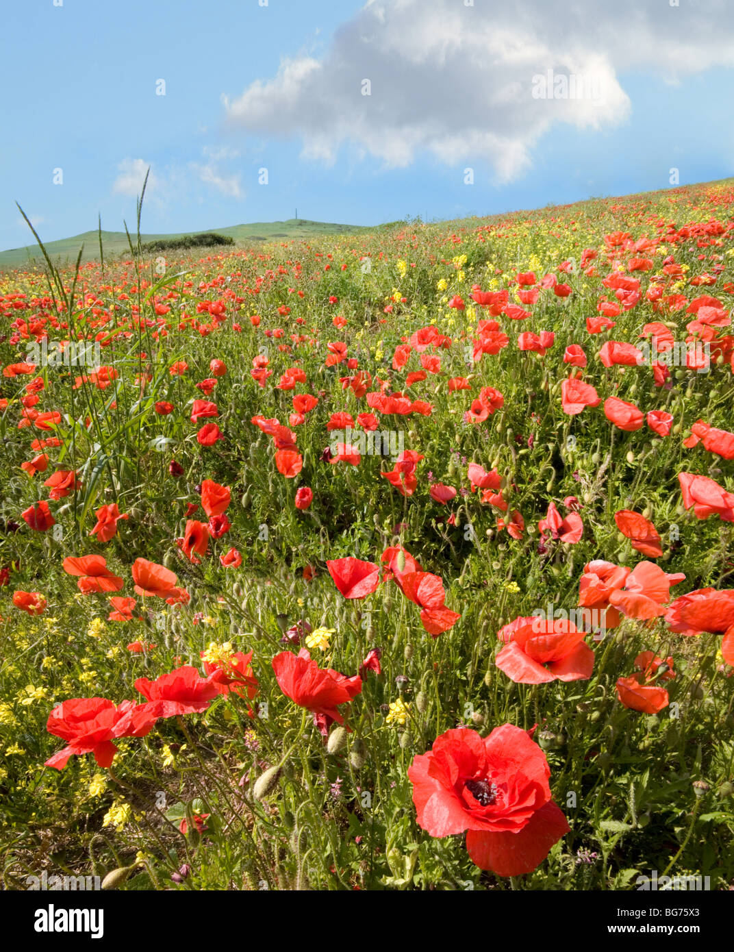 Un champ de coquelicots rouges sous un ciel bleu, près de Cap Blanc Nez, Calais, France. Photo prise à partir d'un angle faible. Banque D'Images