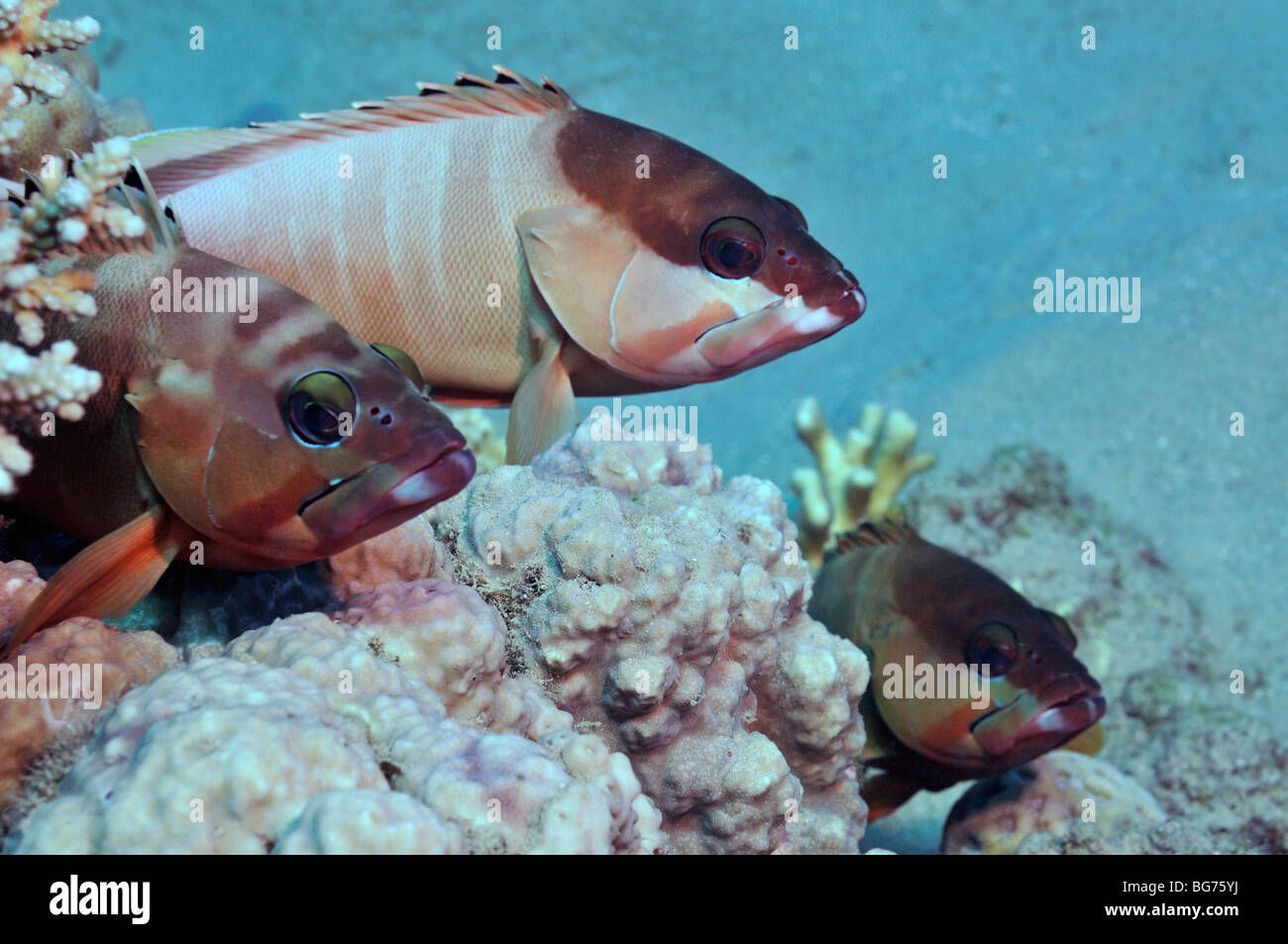 Blacktip mérous Epinephelus fasciatus, sur les récifs coralliens de la Mer Rouge', ' Banque D'Images