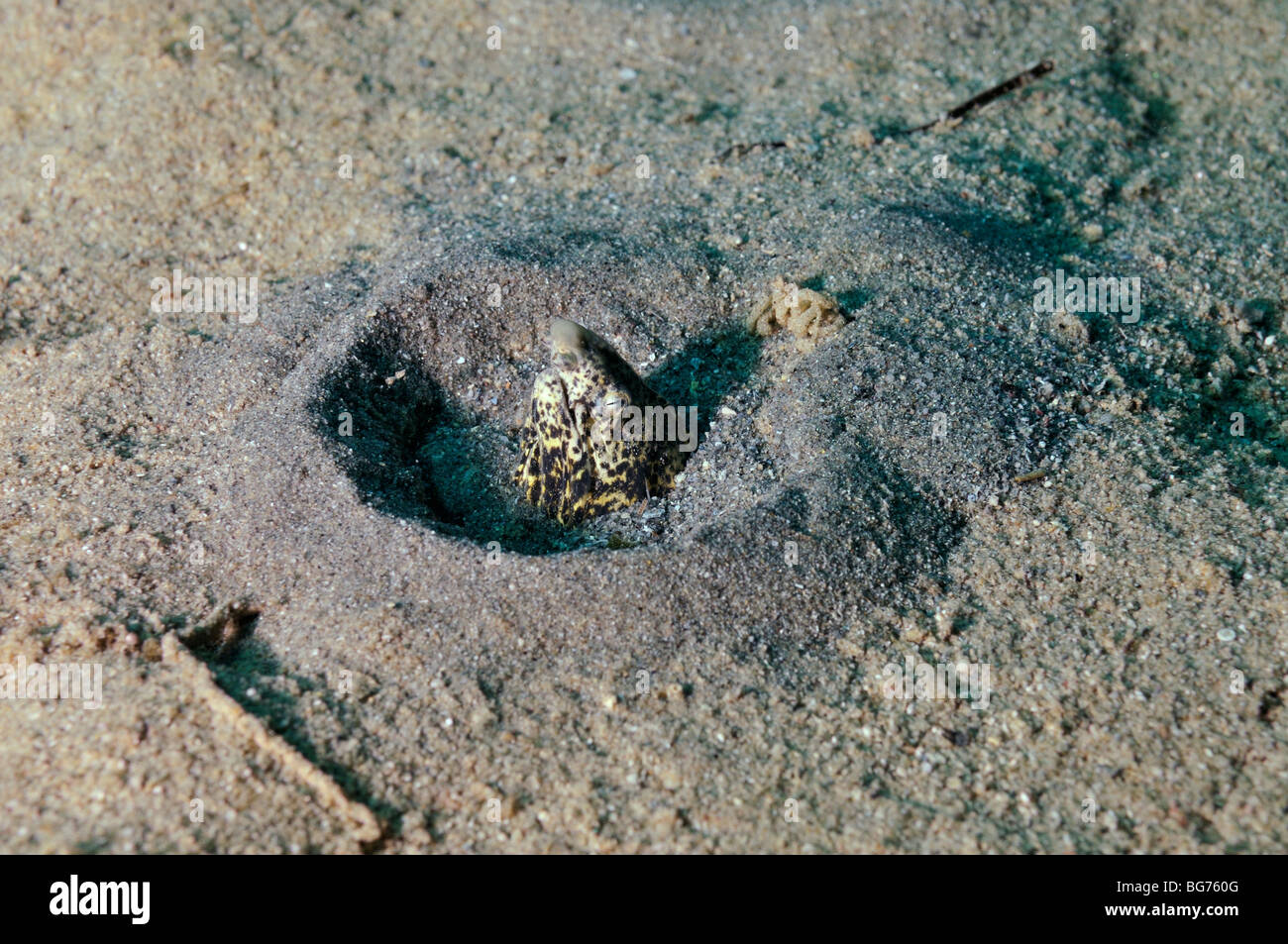 L'anguille serpent marbrée, Callechelys marmonata, mettant la tête de fond de sable le montrant burrow, "Mer Rouge" Banque D'Images