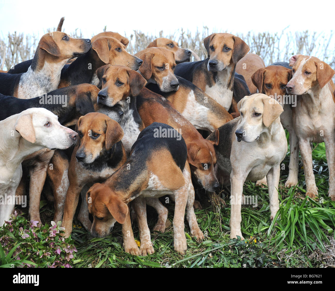 Pack de foxhounds Banque D'Images