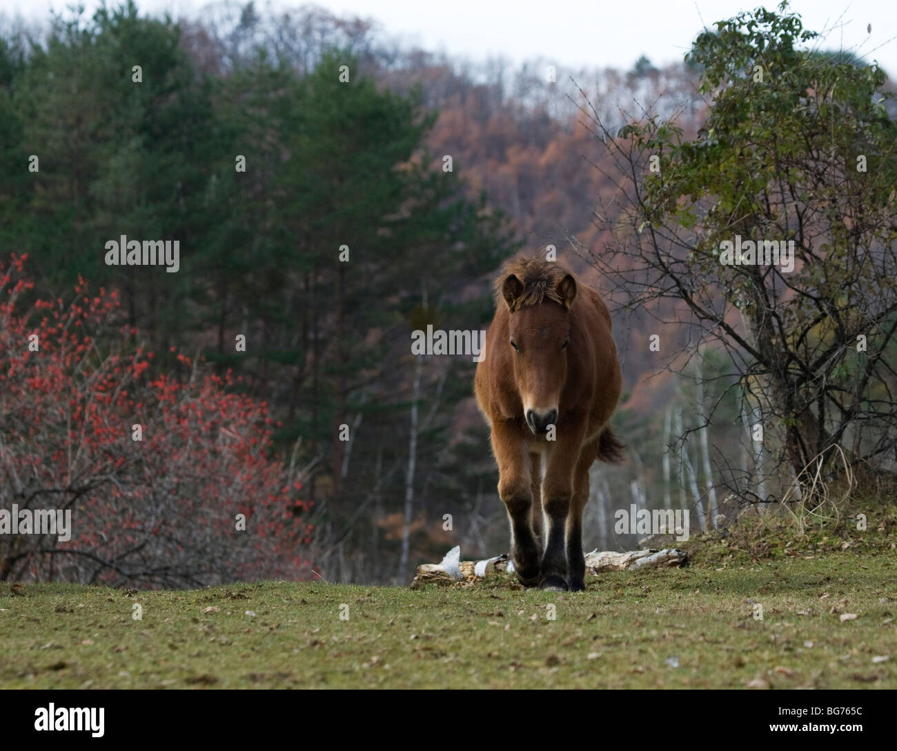 Race de cheval japonais Banque de photographies et d’images à haute