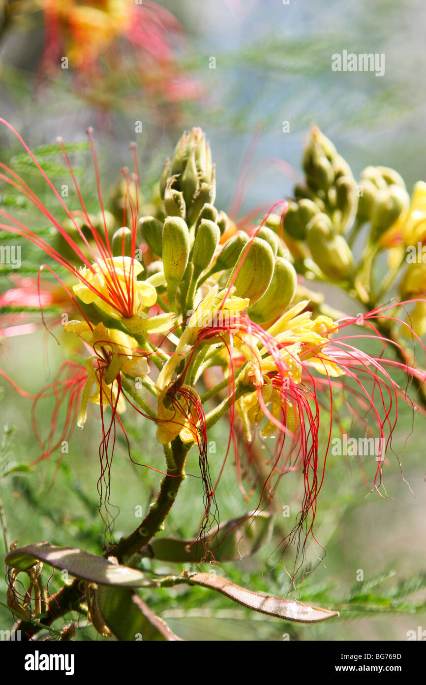 La floraison Caesalpinia gilliesii bush en jaune et rouge Banque D'Images