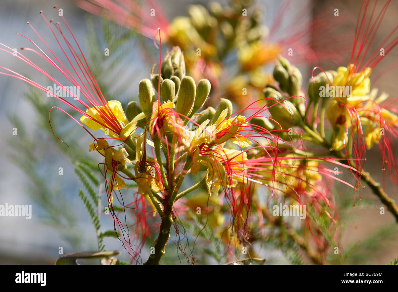 La floraison Caesalpinia gilliesii bush en jaune et rouge Banque D'Images