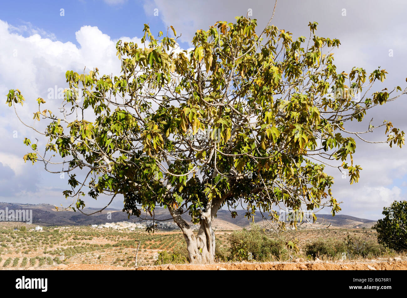 Israël, Néguev, lone fig tree Banque D'Images
