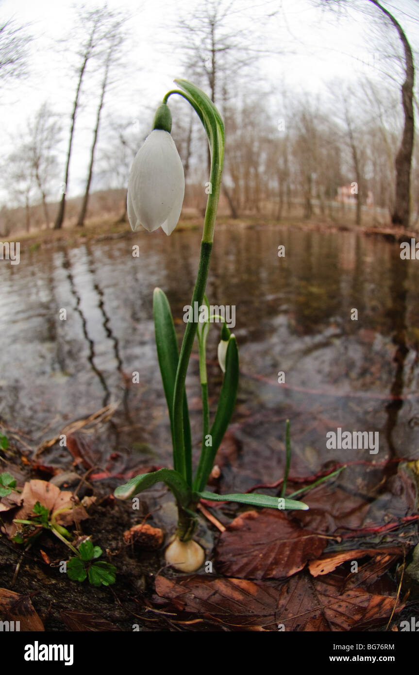 Galanthus nivalis fleurs d'hiver en plus d'un ruisseau, la réserve naturelle de Montseny, Espagne Banque D'Images