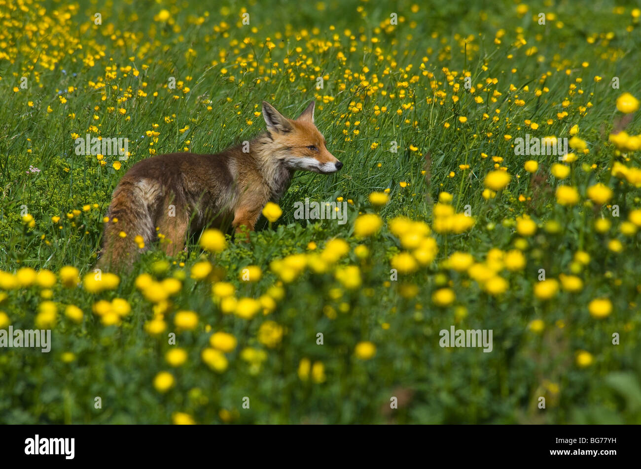 Fox volpe Vulpes vulpes fiori giallo ranunculus ranuncoli Parco Nazionale Gran Paradiso Cogne Valnontey Valle d'Aoste Italia Banque D'Images