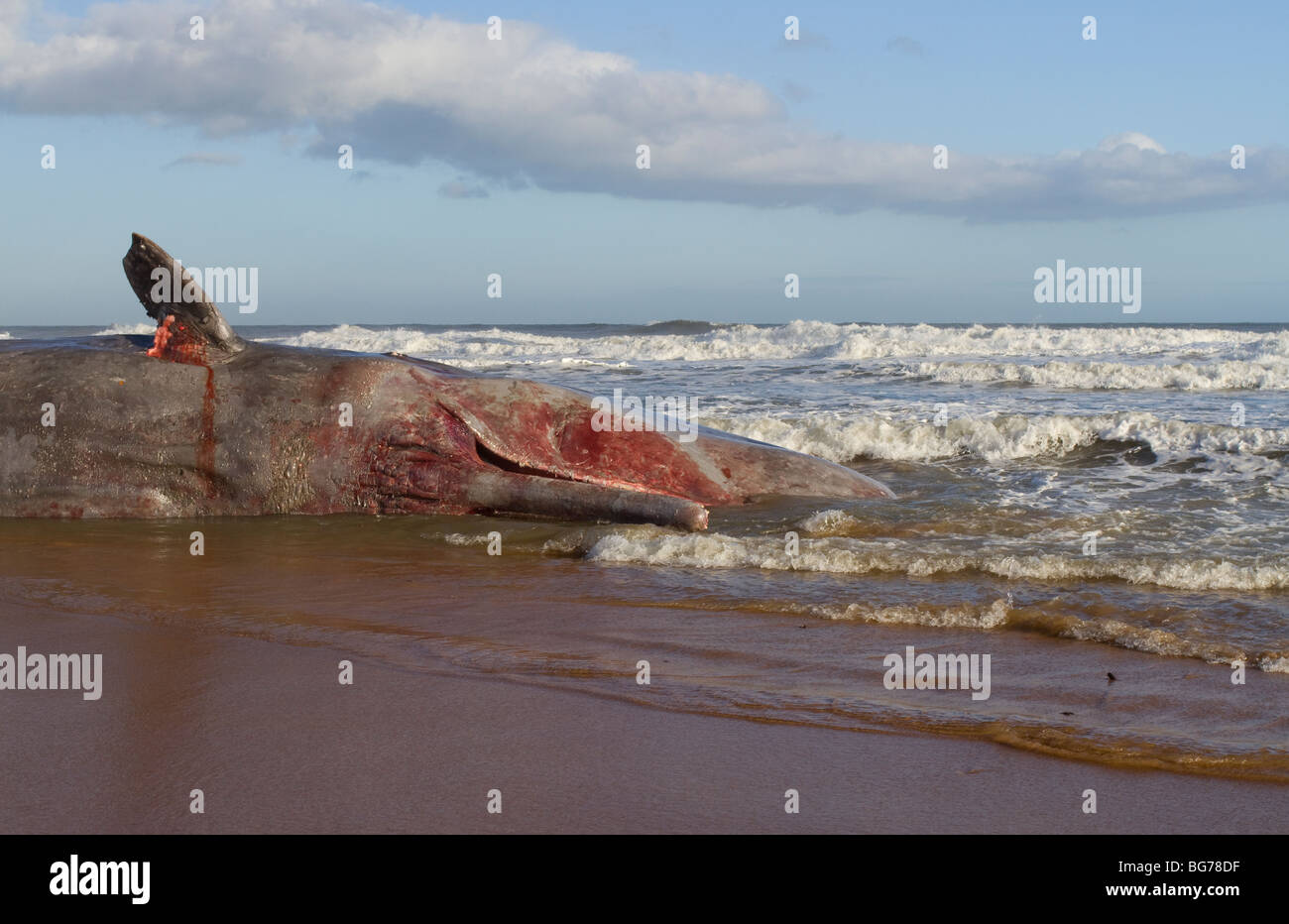 Homme sprem whale, Physeter macrocephalus, Balmedie beach, près de Aberdeen, Scotland Banque D'Images