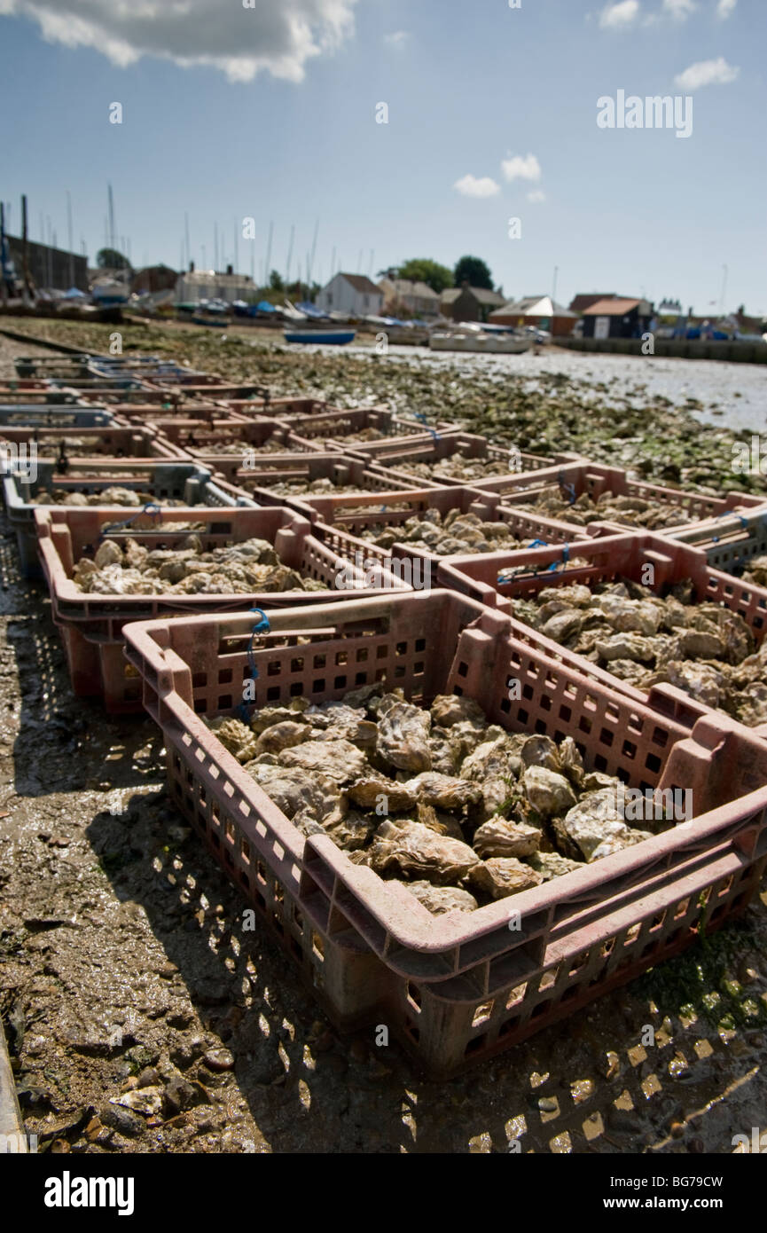 Des huîtres d'un récent voyage de pêche sur l'île de Mersea, Essex, UK Banque D'Images