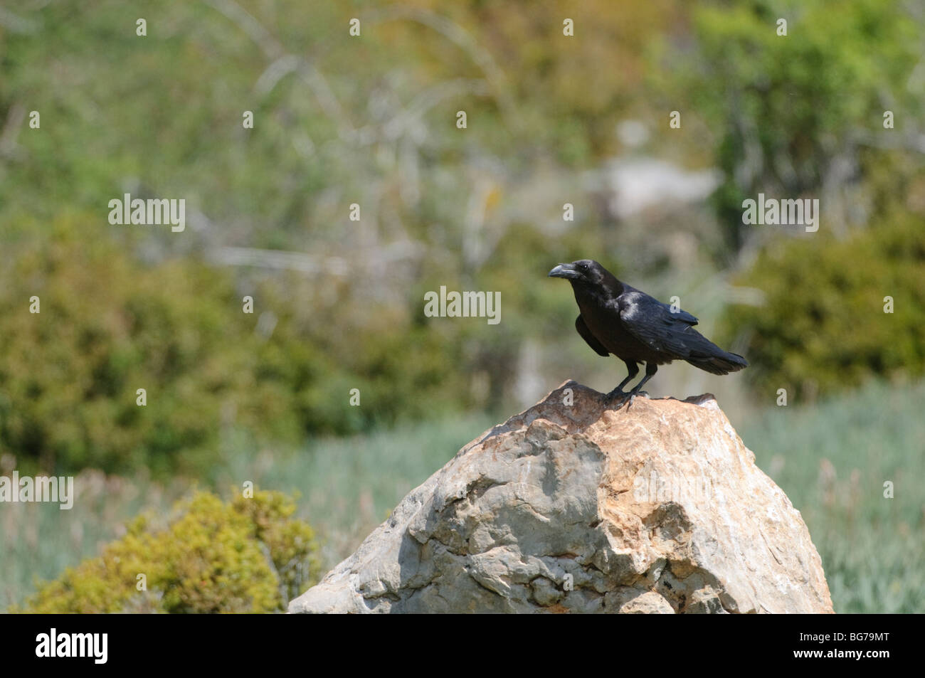 Grand corbeau (Corvus corax) perché sur un rocher dans une mangeoire à ...