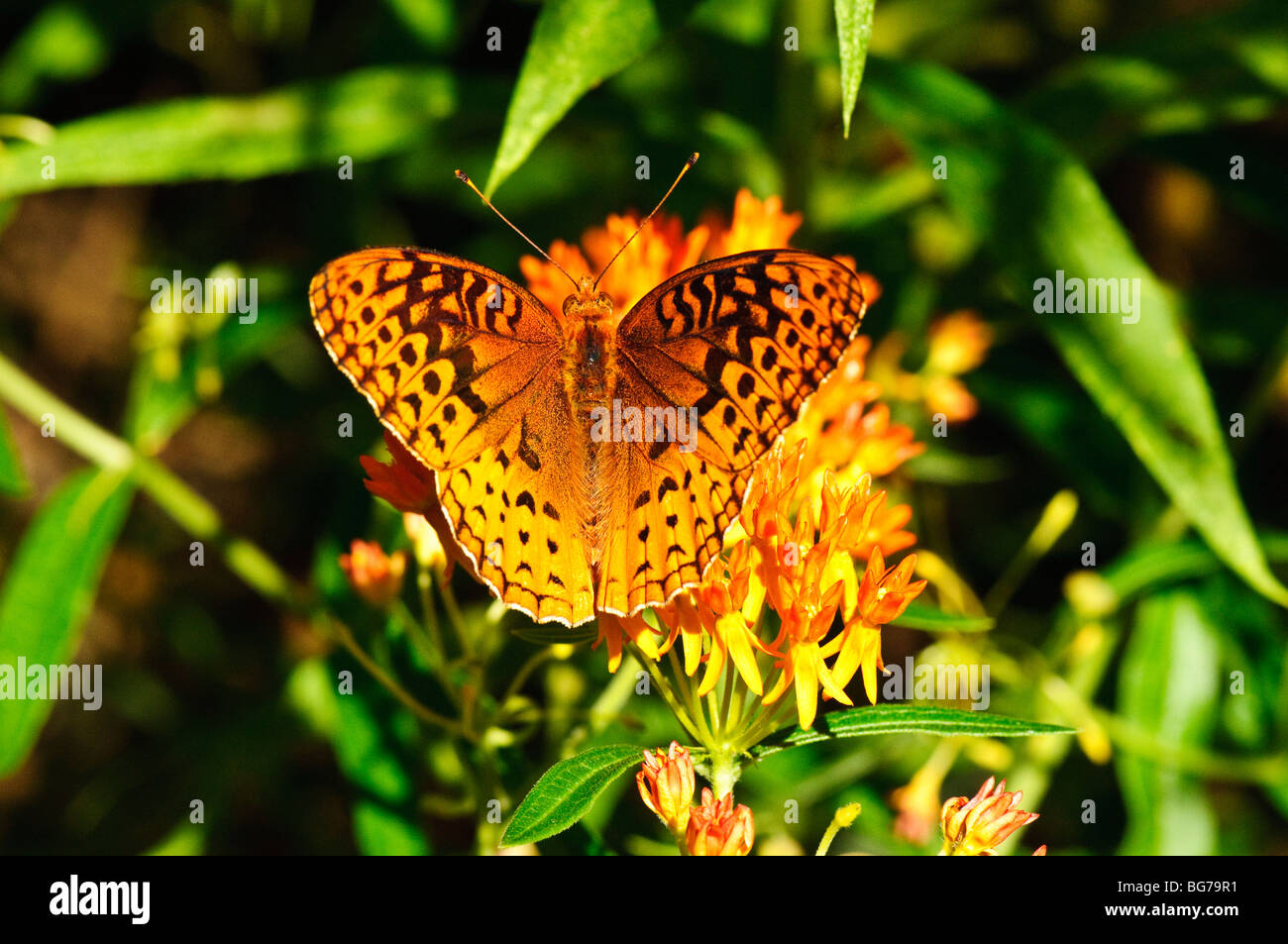 Great Spangled Fritillary butterfly se nourrissant de l'Asclépiade Orange. Banque D'Images