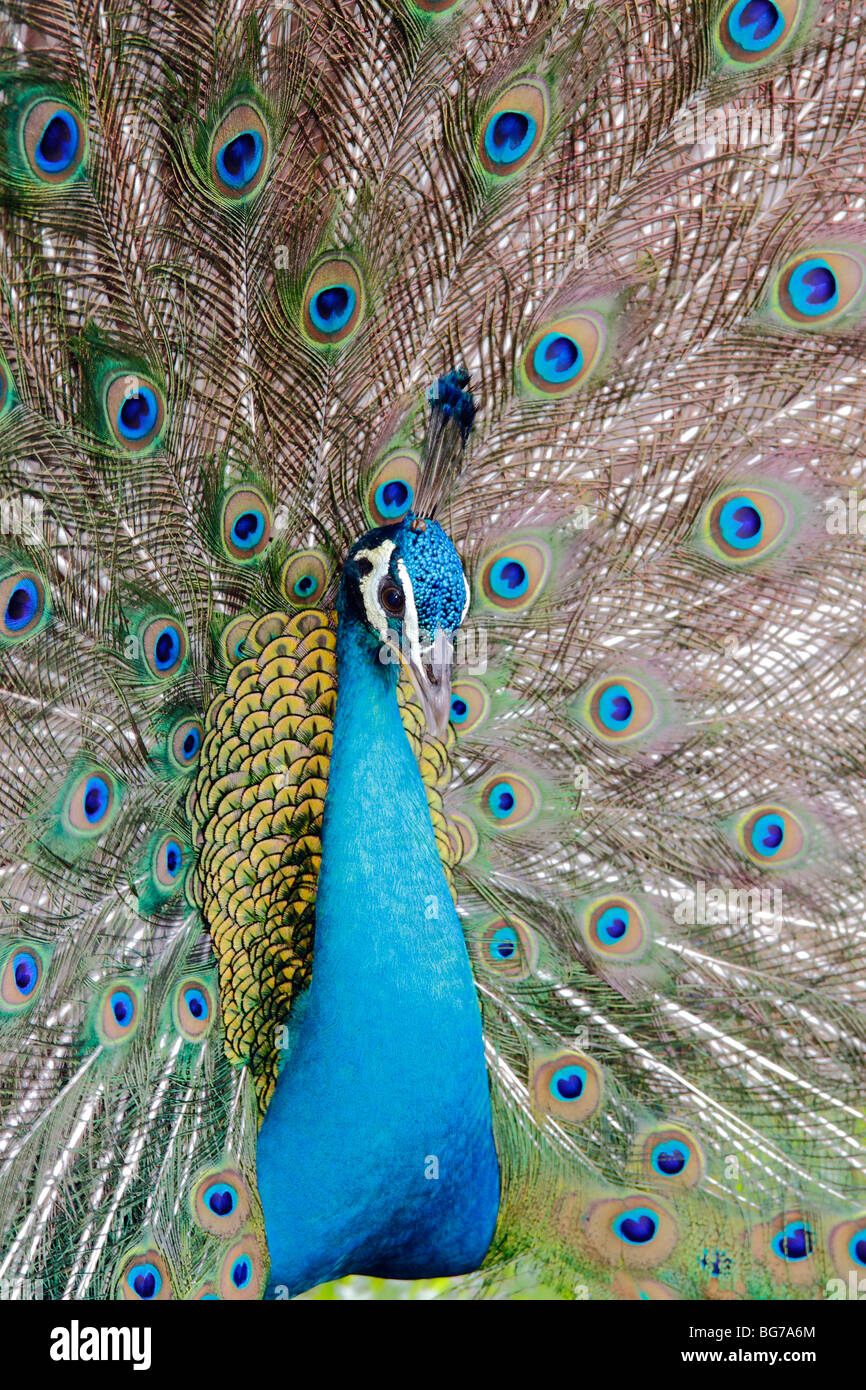 Un mâle bleu indien Peacock (Pavo cristatus) exhibant son plumage Banque D'Images
