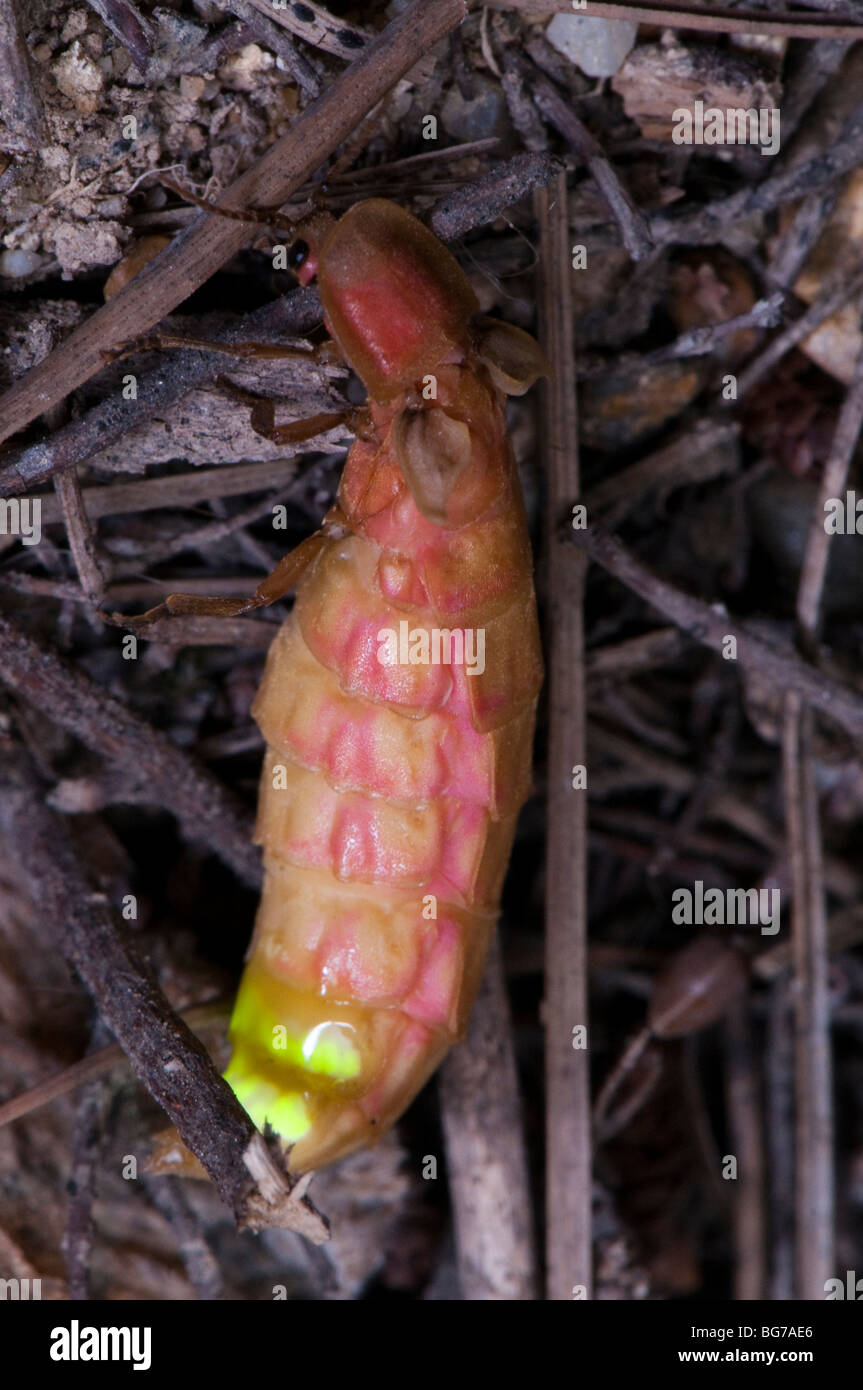 La foudre la nuit femme Glowworm, Espagne Banque D'Images