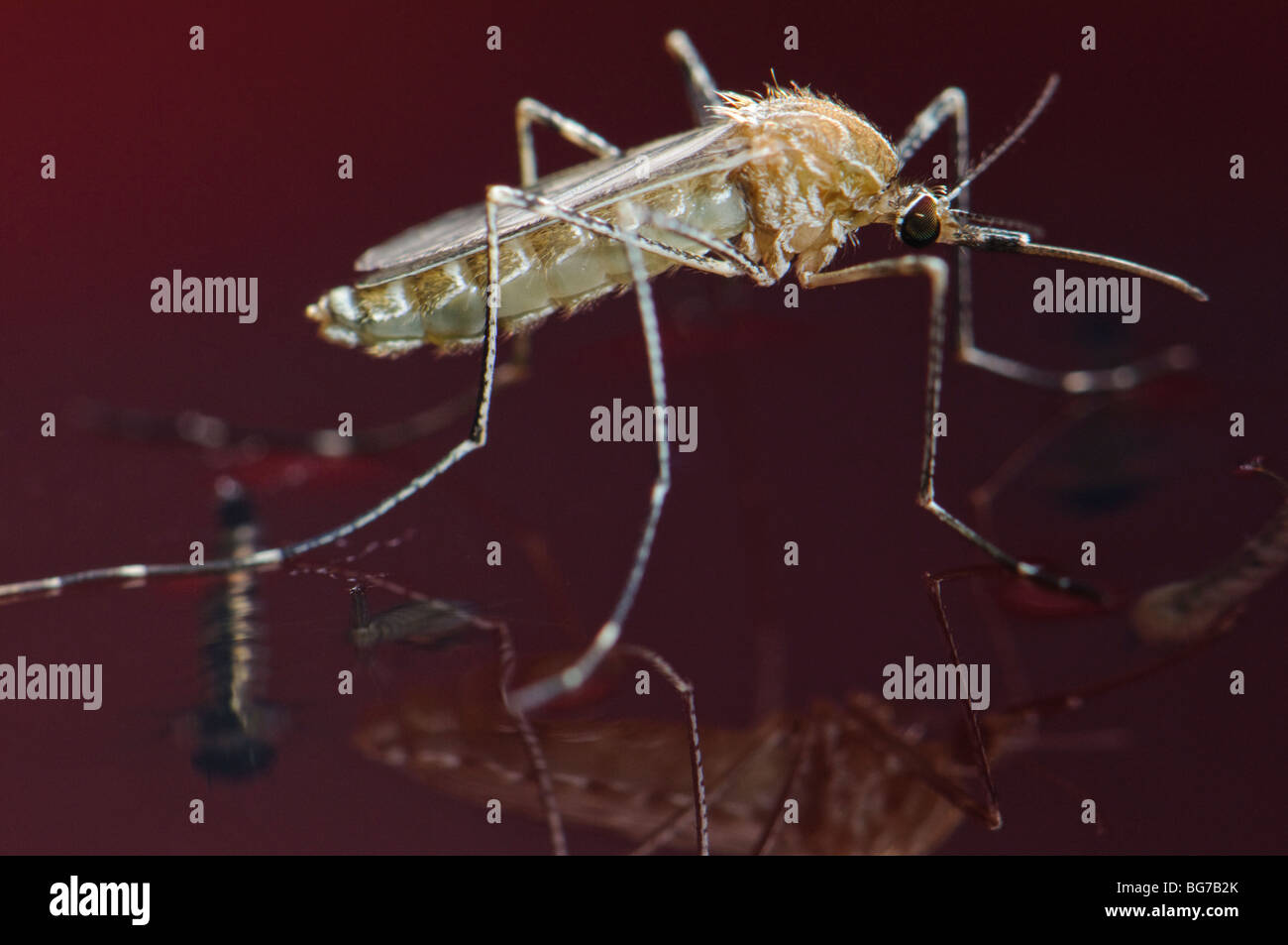 De Nouveau Ne Fraichement Chrysalide Femelle Moustique Culiseta Longiareolata Flottant Dans L Eau Avant De Commencer A S Envoler L Abondance Des Larves Et Des Nymphes Laisse Encore Dans L Eau Photo Stock Alamy
