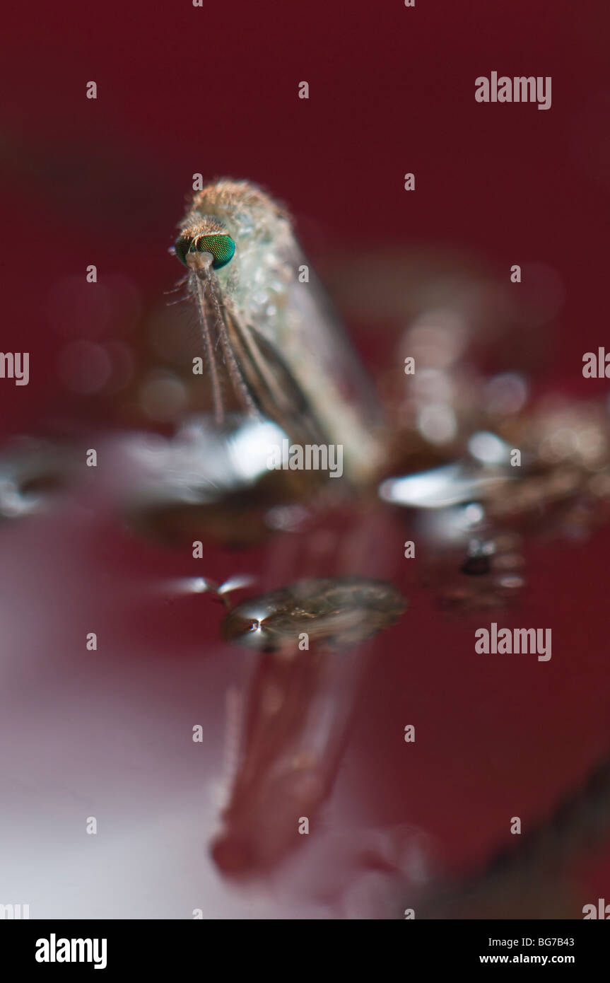 Naissance d'une femelle moustique Culex pipiens émergeant de la nymphe à flotter dans l'eau avant de commencer à s'envoler, l'abondance des larves et des nymphes laisse encore dans l'eau Banque D'Images