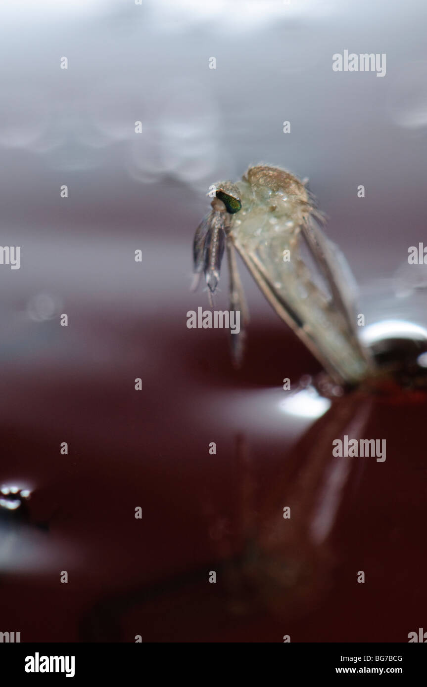Naissance d'un mâle de moustiques Culex pipiens émergeant de la nymphe à flotter dans l'eau avant de commencer à s'envoler, l'abondance des larves et des nymphes laisse encore dans l'eau Banque D'Images
