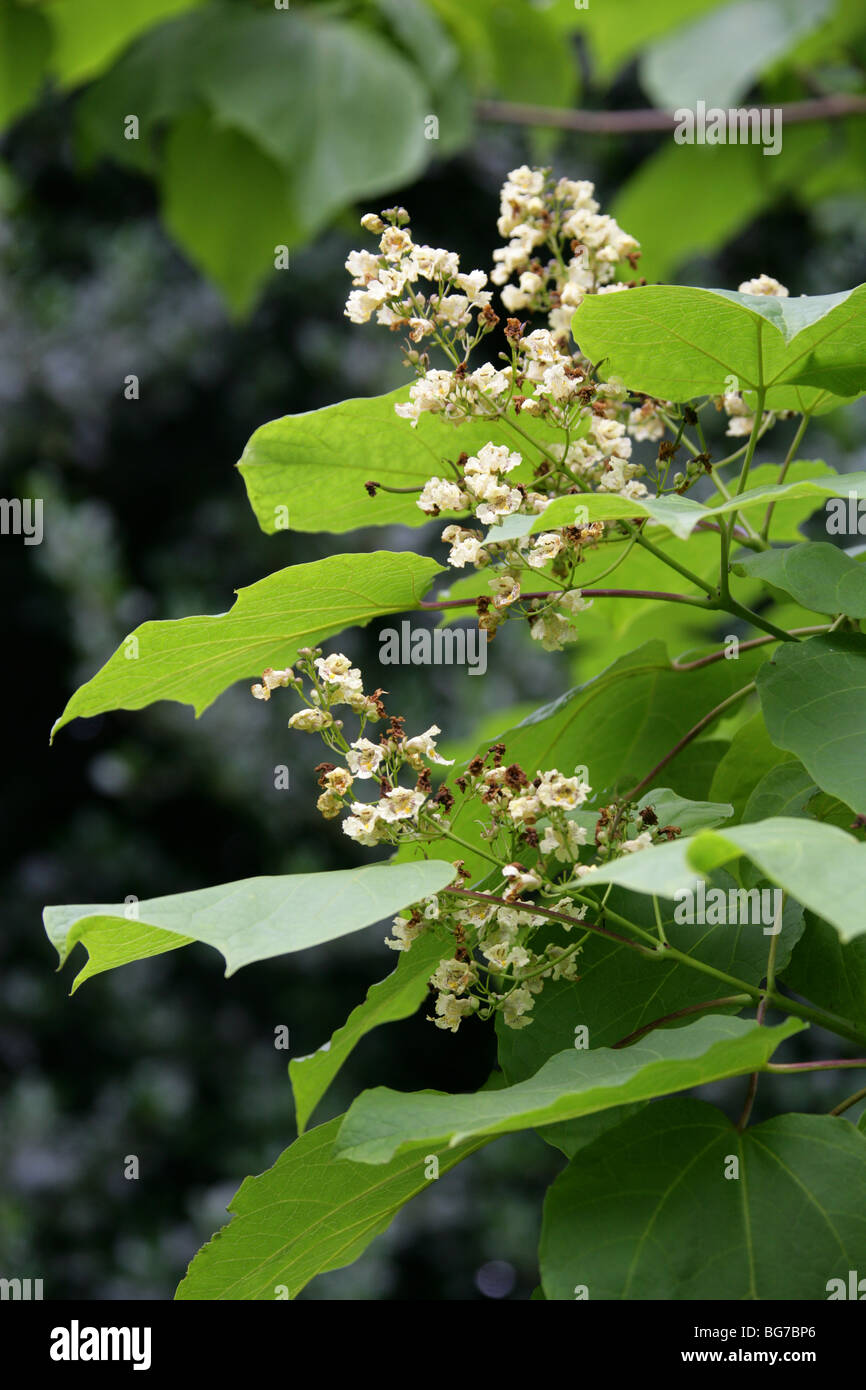 Catalpa Catalpa chinois, Beijing, Chinois, Indiens Catawba Nain Bean Tree, Mandchou Catalpa ou Umbrella Tree, catalpa bungei Banque D'Images