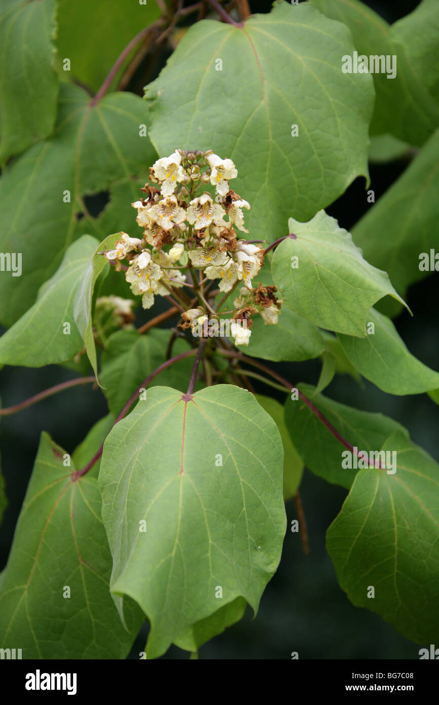Catalpa ovata Banque de photographies et d’images à haute résolution ...