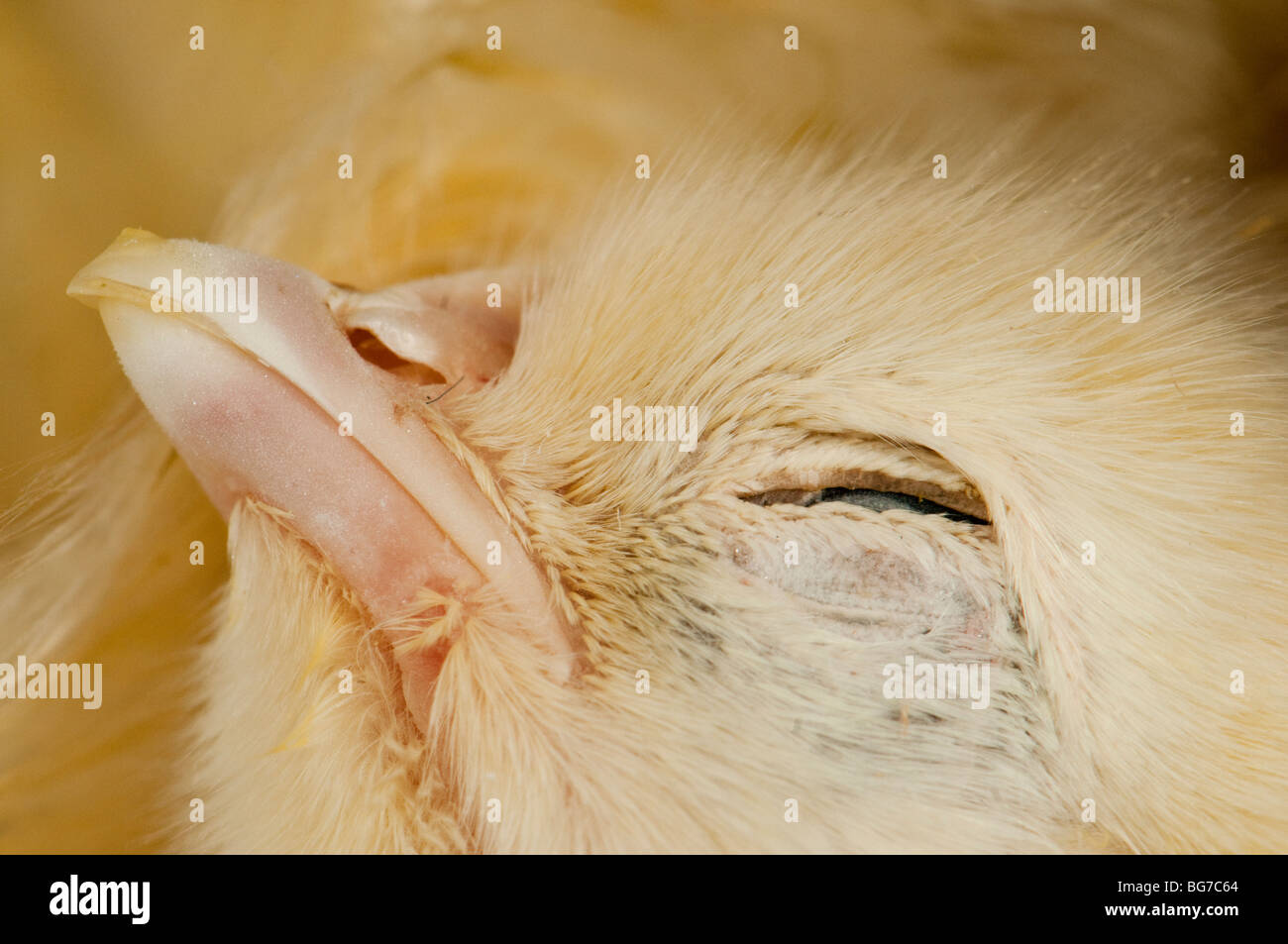 Dead poulet congelé (Gallus gallus domesticus) portrait des poussins Banque D'Images