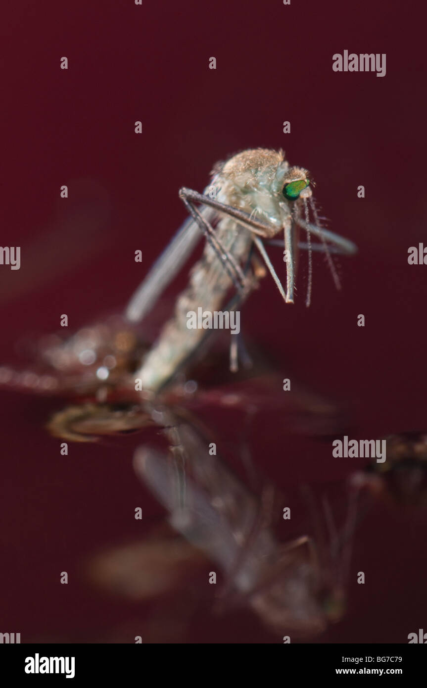 Naissance d'une femelle moustique Culex pipiens émergeant de la nymphe à flotter dans l'eau avant de commencer à s'envoler, l'abondance des larves et des nymphes laisse encore dans l'eau Banque D'Images