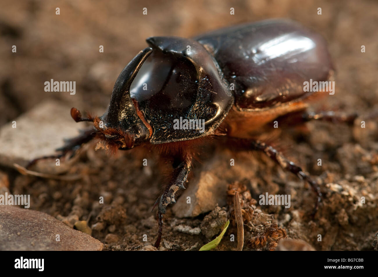 Du scarabée rhinocéros (Oryctes nasicornis) combats beetle, Espagne Banque D'Images