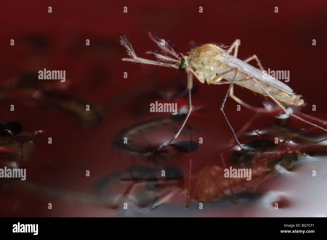 Fraichement Emergees De Chrysalide Male Nouveau Ne De Moustiques Culex Pipiens Flottant Dans L Eau Avant De Commencer A S Envoler L Abondance Des Larves Et Des Nymphes Laisse Encore Dans L Eau Photo Stock Alamy