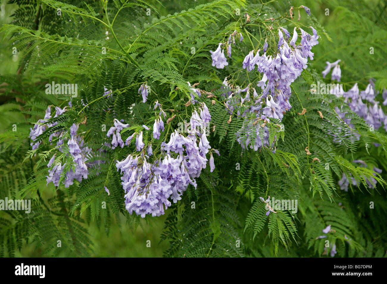 Jacaranda Jacaranda mimosifolia, bleu, Bignoniaceae, l'Amérique du Sud. Aka Black Poui, (J. acutifolia, J. chelonia, J.ovalifolia). Banque D'Images