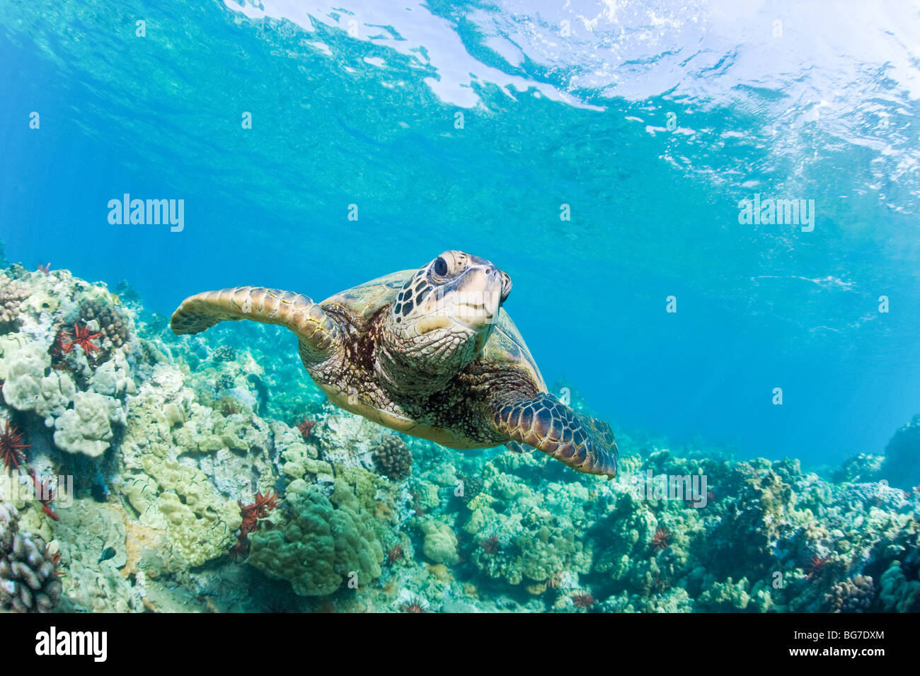 Tortue de mer verte sur coral reef Banque D'Images